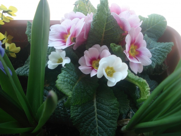 dsc09667_595 dsc09667_595