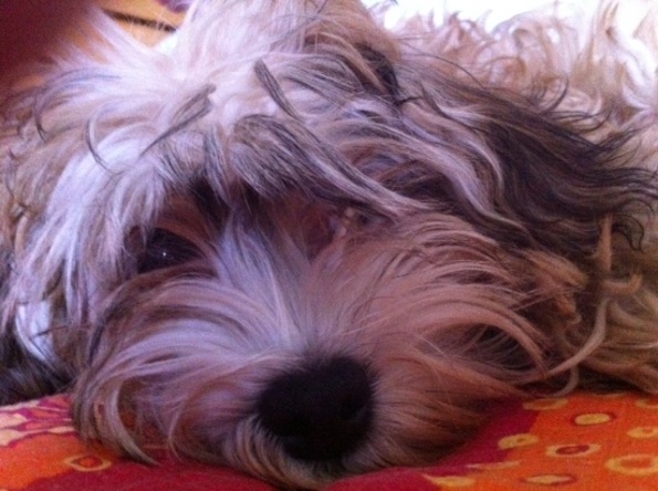 fotografija_april_2011_595 fotografija_april_2011_595