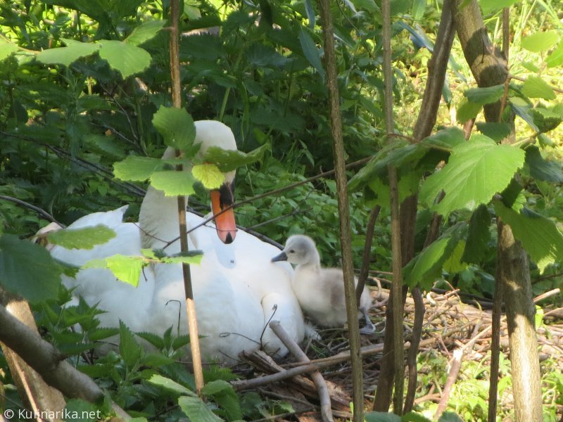 Fužinski utrinki - 2016