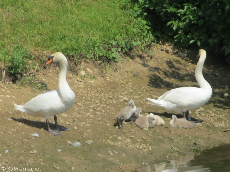 FUŽINSKI UTRINKI - 2015