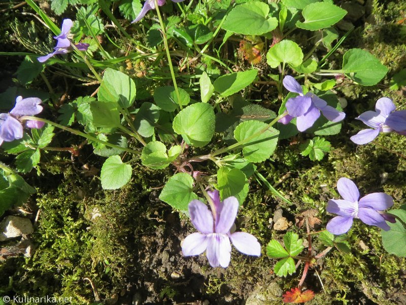 FUŽINSKI UTRINKI - 2015