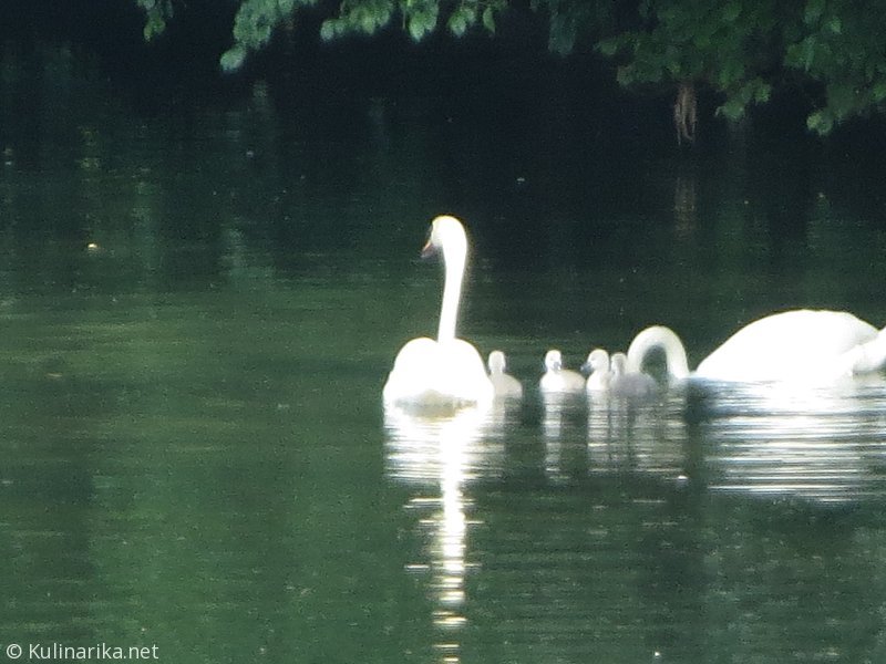 FUŽINSKI UTRINKI - 2015