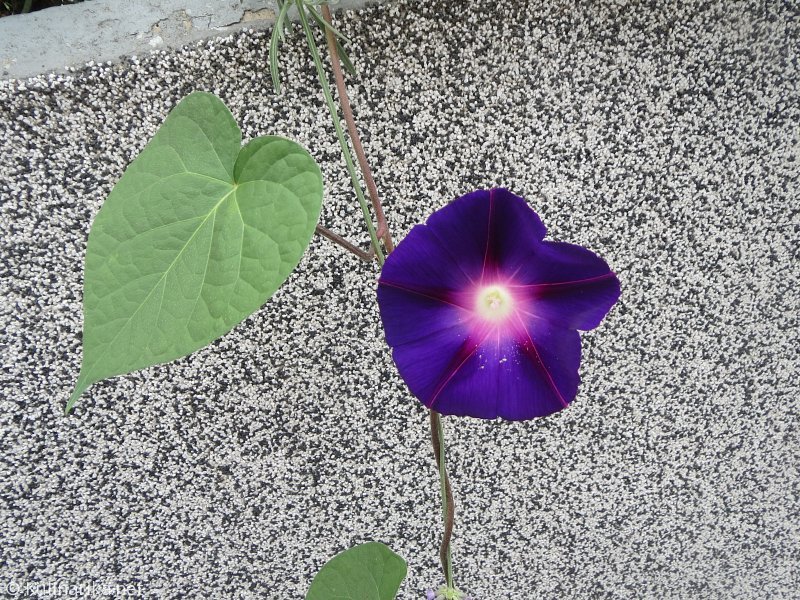 FUŽINSKI UTRINKI - 2015