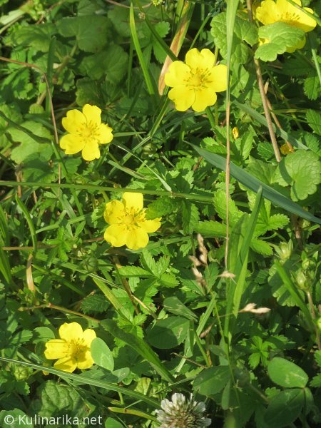 Fužinski utrinki - 2016