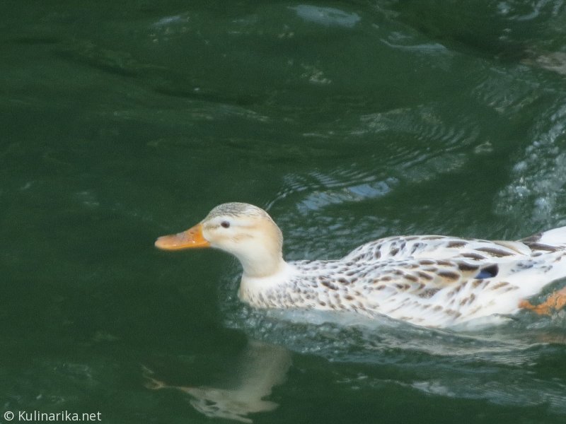 Fužinski utrinki - 2016