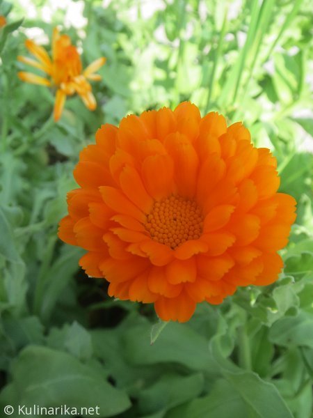 Fužinski utrinki - 2016