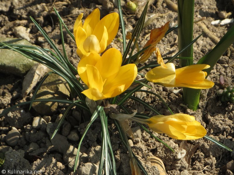 FUŽINSKI UTRINKI - 2015