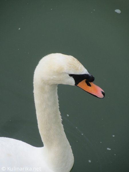 FUŽINSKI UTRINKI - 2015