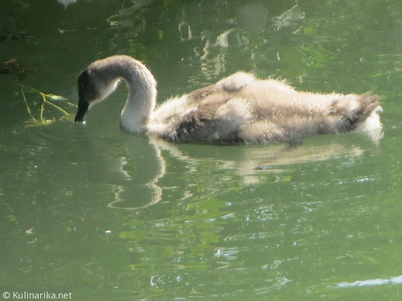 FUŽINSKI UTRINKI - 2015