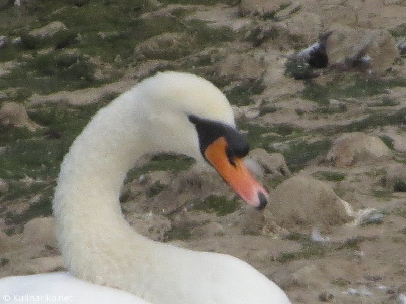 Fužinski utrinki - 2016