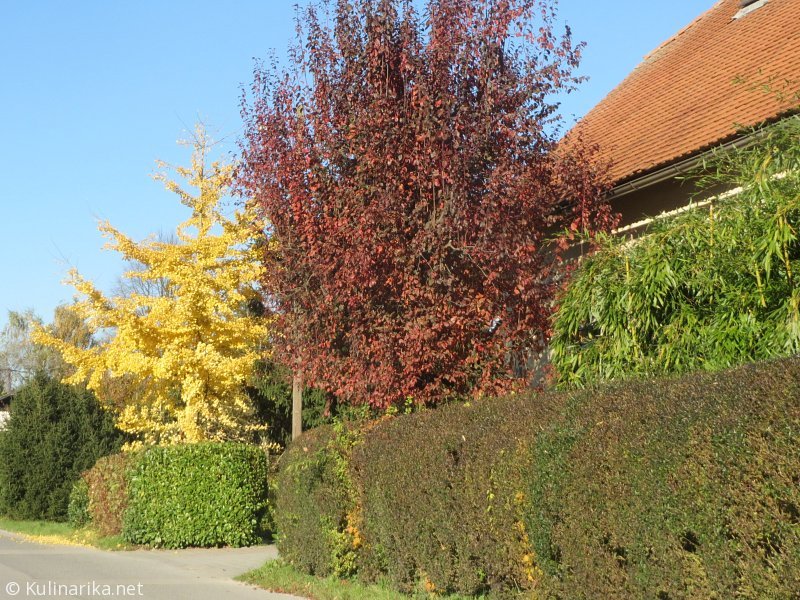 FUŽINSKI UTRINKI - 2015