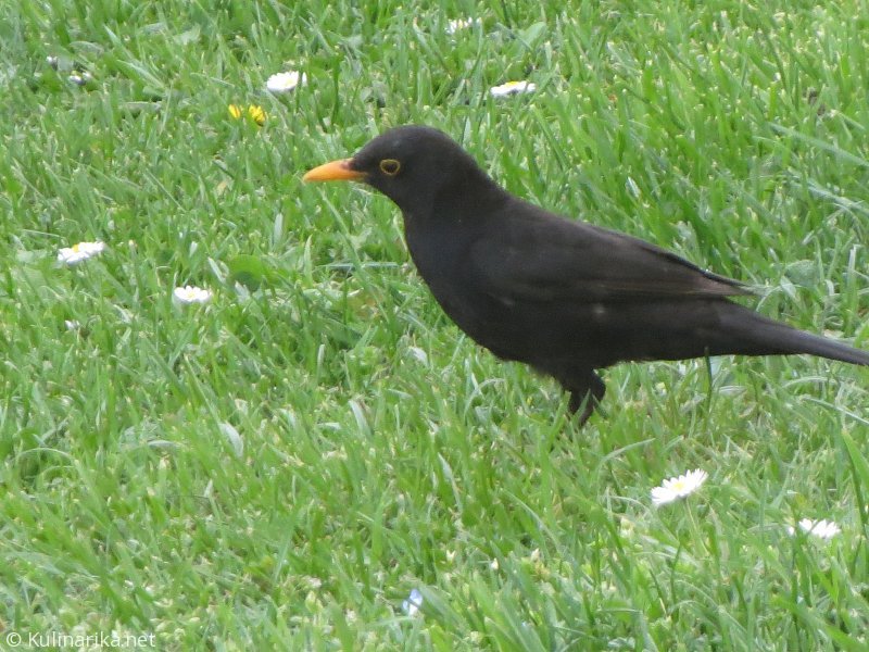 Fužinski utrinki - 2016