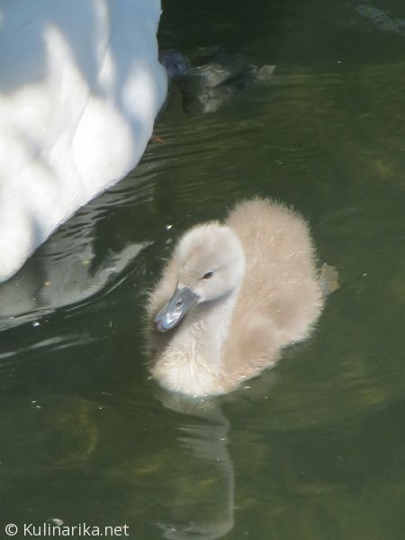 Fužinski utrinki - 2016