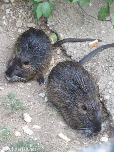 Fužinski utrinki - 2016