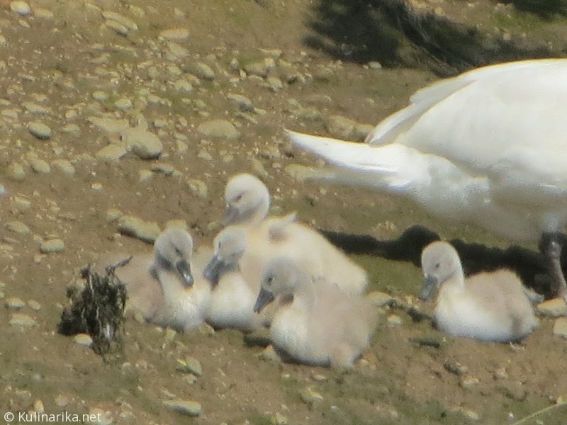 FUŽINSKI UTRINKI - 2015