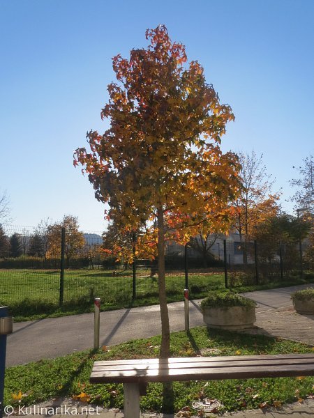 FUŽINSKI UTRINKI - 2015