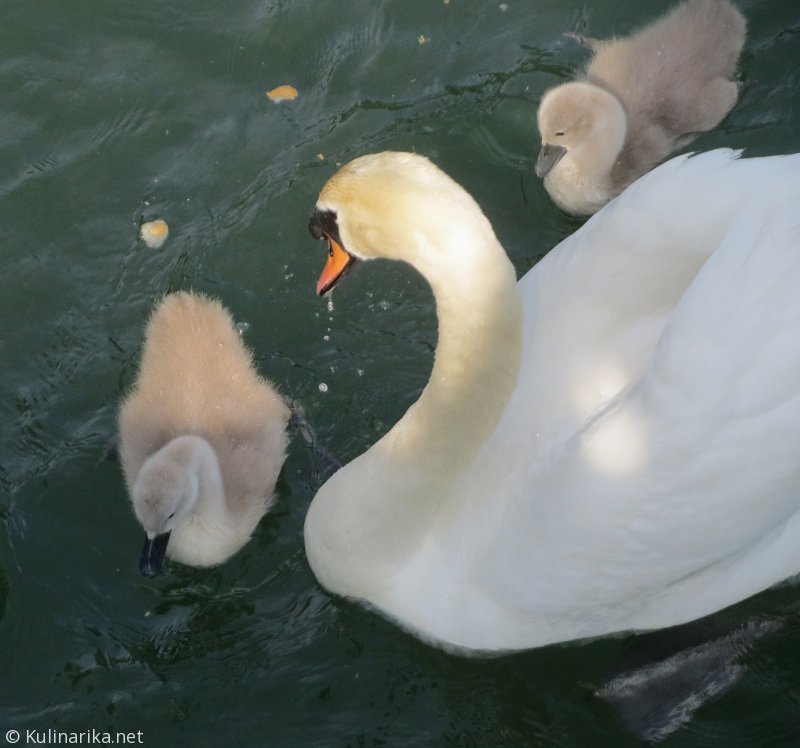 FUŽINSKI UTRINKI - 2015