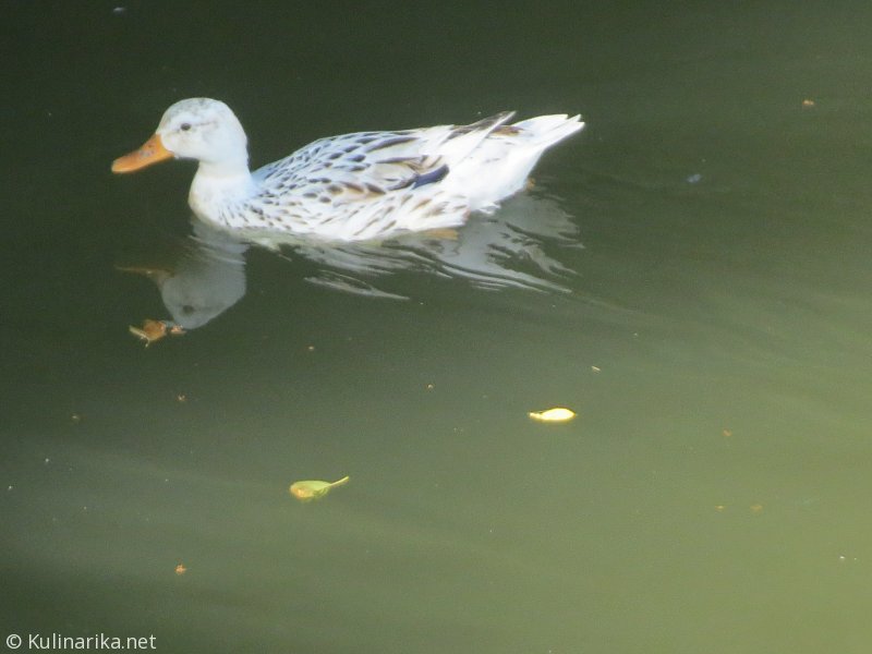 Fužinski utrinki - 2016