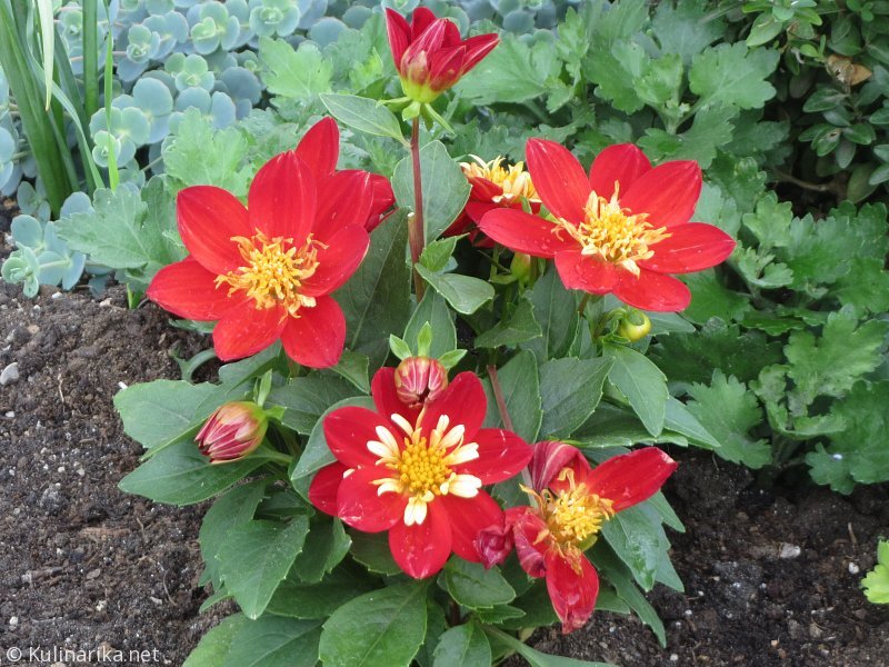 FUŽINSKI UTRINKI - 2015