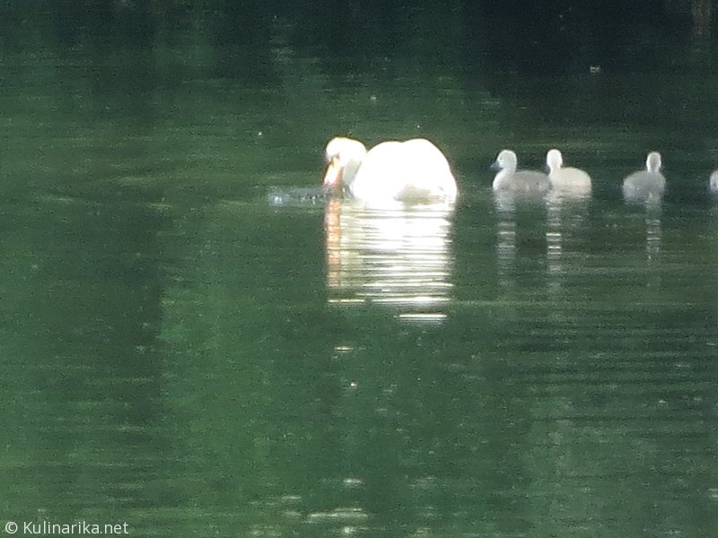 FUŽINSKI UTRINKI - 2015