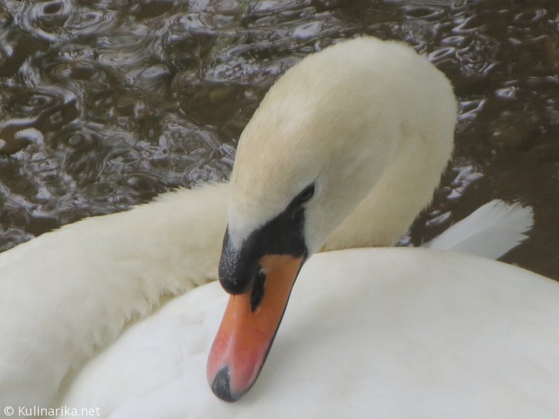 Fužinski utrinki - 2016