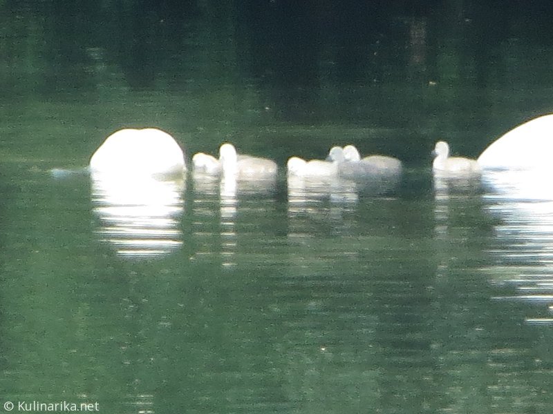 FUŽINSKI UTRINKI - 2015