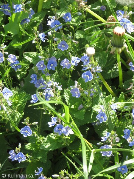 FUŽINSKI UTRINKI - 2015