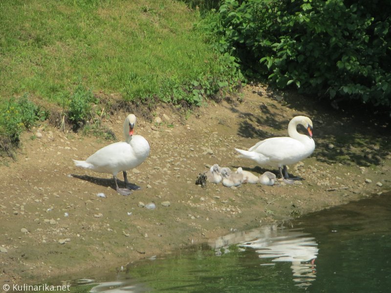 FUŽINSKI UTRINKI - 2015