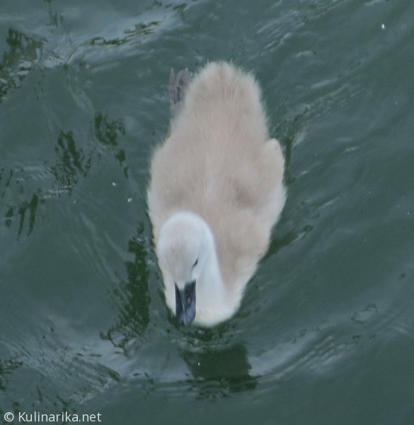 FUŽINSKI UTRINKI - 2015
