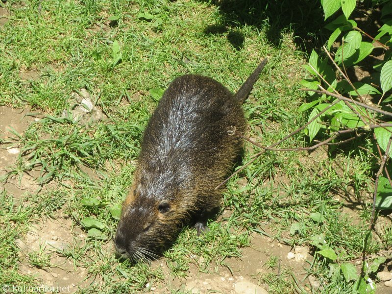 Fužinski utrinki - 2016