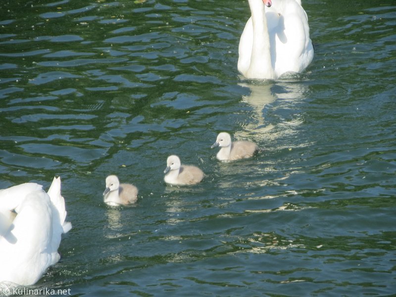 Fužinski utrinki - 2016