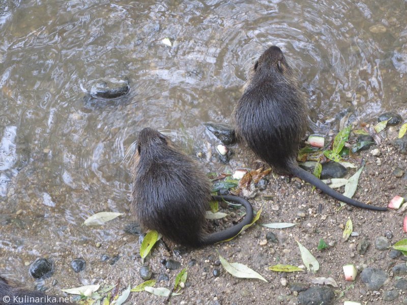 Fužinski utrinki - 2016