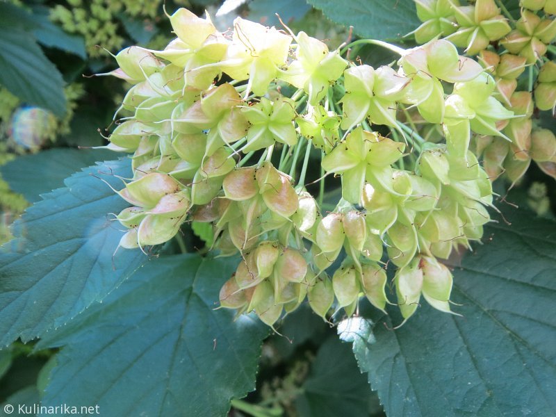 Fužinski utrinki - 2016