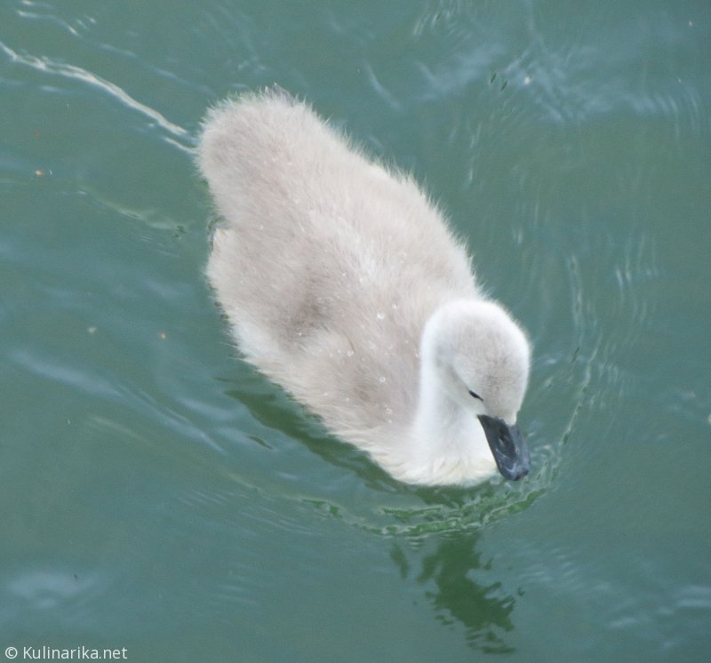 FUŽINSKI UTRINKI - 2015