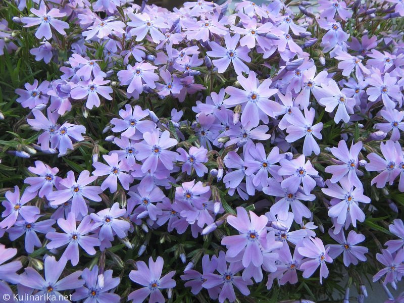 FUŽINSKI UTRINKI - 2015