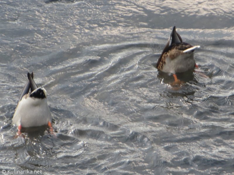 Fužinski utrinki - 2016