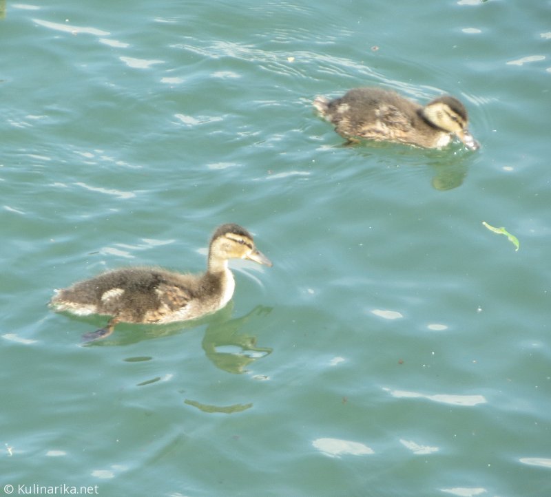 FUŽINSKI UTRINKI - 2015