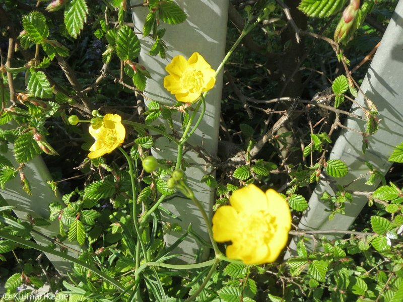 FUŽINSKI UTRINKI - 2015