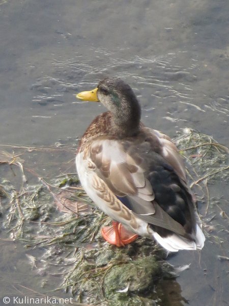 Fužinski utrinki - 2016