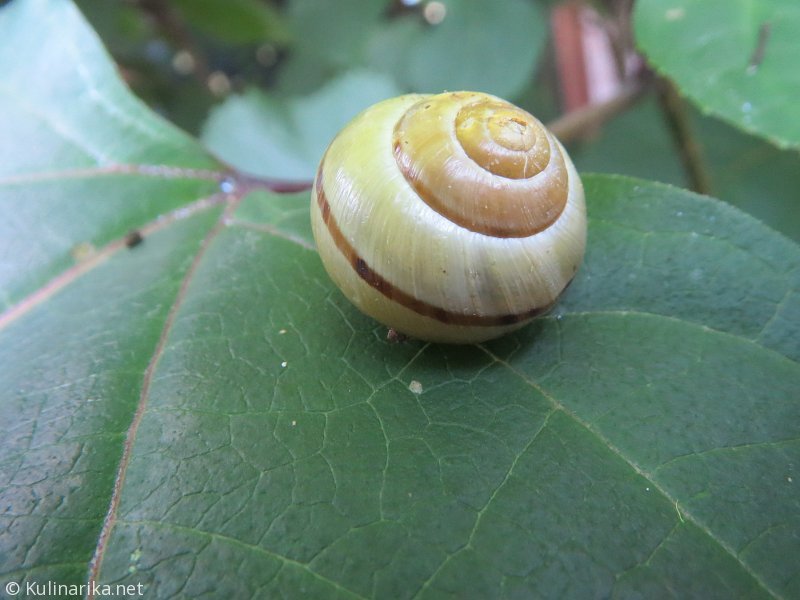 FUŽINSKI UTRINKI - 2015
