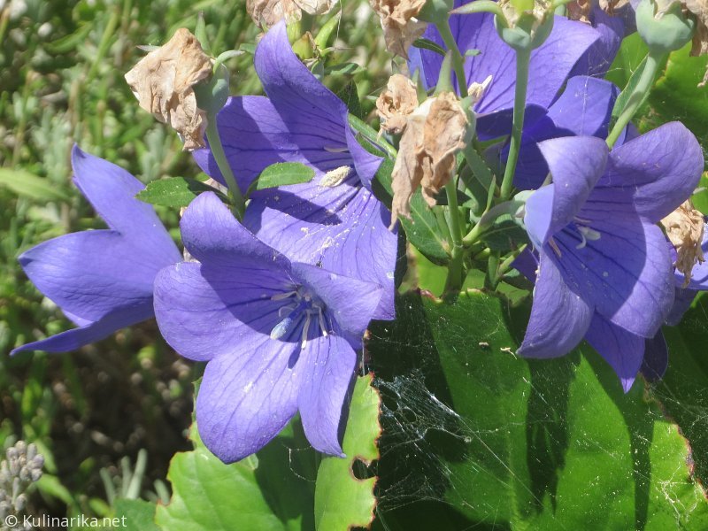 Fužinski utrinki - 2016