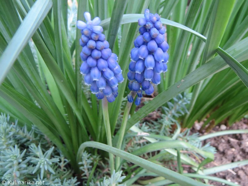 FUŽINSKI UTRINKI - 2015