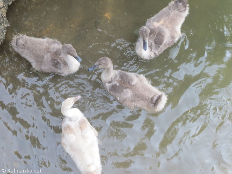 FUŽINSKI UTRINKI - 2015