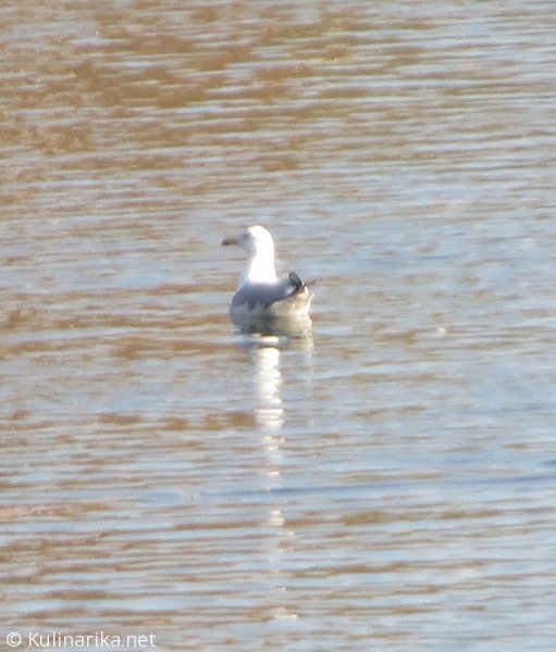FUŽINSKI UTRINKI - 2015