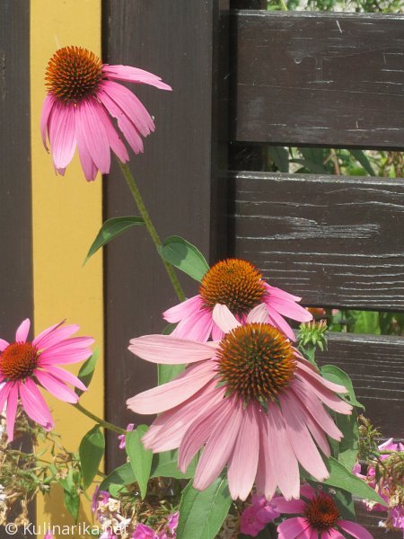 Fužinski utrinki - 2016