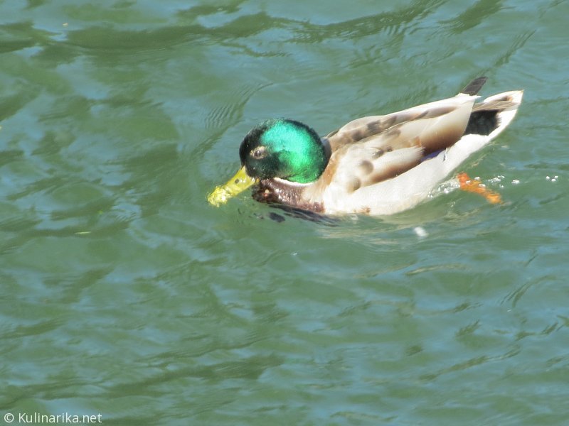 Fužinski utrinki - 2016