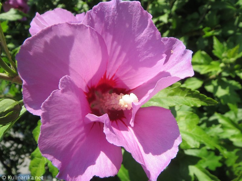 FUŽINSKI UTRINKI - 2015