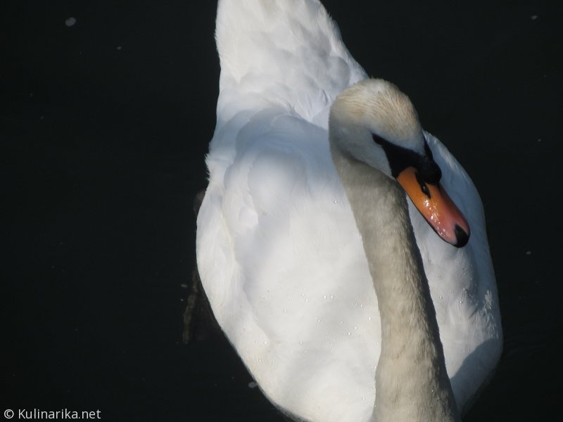 FUŽINSKI UTRINKI - 2015