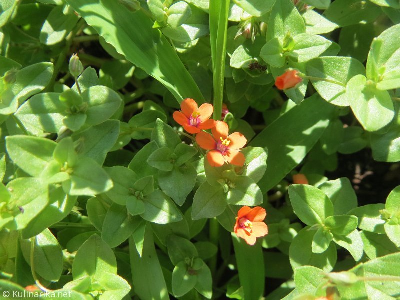 FUŽINSKI UTRINKI - 2015