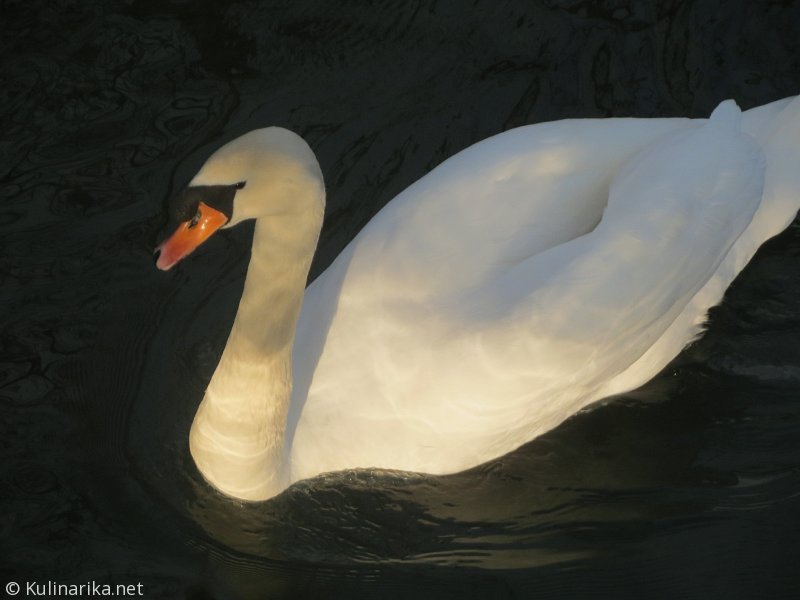 FUŽINSKI UTRINKI - 2015